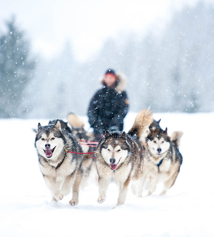 man running dog sled team in snow